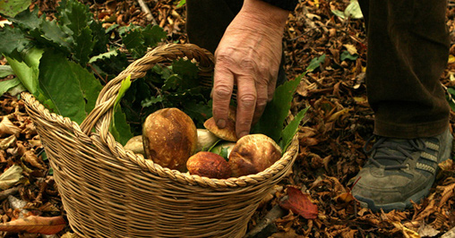 Raccolta funghi